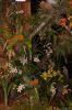 Orchideenausstellung-Bad-Salzuflen-2014-140302-DSC_0225.JPG