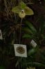 Orchideenausstellung-Bad-Salzuflen-2014-140302-DSC_0228.JPG