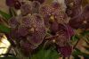Orchideenausstellung-Bad-Salzuflen-2014-140302-DSC_0230.JPG