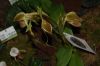 Orchideenausstellung-Bad-Salzuflen-2014-140302-DSC_0231.JPG