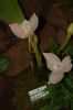 Orchideenausstellung-Bad-Salzuflen-2014-140302-DSC_0234.JPG
