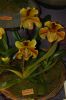 Orchideenausstellung-Bad-Salzuflen-2014-140302-DSC_0249.JPG