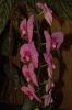 Orchideenausstellung-Bad-Salzuflen-2014-140302-DSC_0257.JPG