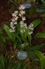 Orchideenausstellung-Bad-Salzuflen-2014-140302-DSC_0269.JPG