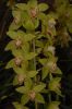 Orchideenausstellung-Bad-Salzuflen-2014-140302-DSC_0281.JPG