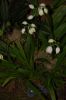 Orchideenausstellung-Bad-Salzuflen-2014-140302-DSC_0283.JPG