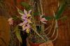 Orchideenausstellung-Bad-Salzuflen-2014-140302-DSC_0311.JPG
