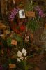 Orchideenausstellung-Bad-Salzuflen-2014-140302-DSC_0312.JPG