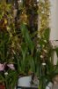 Orchideenausstellung-Bad-Salzuflen-2014-140302-DSC_0319.JPG