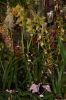 Orchideenausstellung-Bad-Salzuflen-2014-140302-DSC_0320.JPG