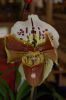 Orchideenausstellung-Bad-Salzuflen-2014-140302-DSC_0324.JPG