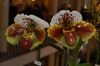 Orchideenausstellung-Bad-Salzuflen-2014-140302-DSC_0326.JPG