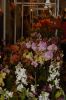 Orchideenausstellung-Bad-Salzuflen-2014-140302-DSC_0335.JPG