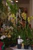 Orchideenausstellung-Bad-Salzuflen-2014-140302-DSC_0339.JPG
