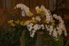 Orchideenausstellung-Bad-Salzuflen-2014-140302-DSC_0341.JPG