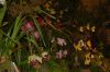 Orchideenausstellung-Bad-Salzuflen-2014-140302-DSC_0346.JPG