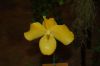 Orchideenausstellung-Bad-Salzuflen-2014-140302-DSC_0351.JPG