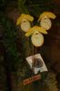 Orchideenausstellung-Bad-Salzuflen-2014-140302-DSC_0352.JPG