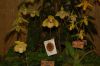 Orchideenausstellung-Bad-Salzuflen-2014-140302-DSC_0354.JPG