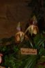 Orchideenausstellung-Bad-Salzuflen-2014-140302-DSC_0359.JPG