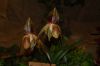 Orchideenausstellung-Bad-Salzuflen-2014-140302-DSC_0360.JPG