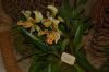 Orchideenausstellung-Bad-Salzuflen-2014-140302-DSC_0361.JPG