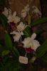 Orchideenausstellung-Bad-Salzuflen-2014-140302-DSC_0364.JPG