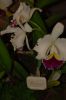 Orchideenausstellung-Bad-Salzuflen-2014-140302-DSC_0365.JPG