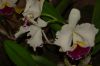Orchideenausstellung-Bad-Salzuflen-2014-140302-DSC_0366.JPG
