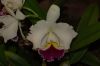Orchideenausstellung-Bad-Salzuflen-2014-140302-DSC_0367.JPG