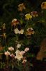 Orchideenausstellung-Bad-Salzuflen-2014-140302-DSC_0368.JPG