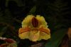Orchideenausstellung-Bad-Salzuflen-2014-140302-DSC_0372.JPG