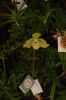 Orchideenausstellung-Bad-Salzuflen-2014-140302-DSC_0374.JPG