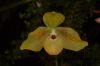 Orchideenausstellung-Bad-Salzuflen-2014-140302-DSC_0375.JPG