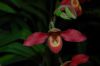 Orchideenausstellung-Bad-Salzuflen-2014-140302-DSC_0381.JPG