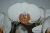 Orchidee-Phalaenopsis-090619-DSC_0022.JPG