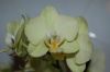 Orchidee-Phalaenopsis-090619-DSC_0028.JPG
