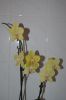 Orchidee-Phalaenopsis-090818-DSC_0152.JPG