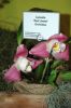 Orchideen-Gruene-Woche-Berlin-2017-170122-DSC_10422.jpg