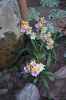 Orchideen-Balinesischer-Garten-Gaerten-der-Welt-Berlin-2017-170727-DSC_2003.jpg