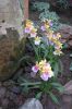 Orchideen-Balinesischer-Garten-Gaerten-der-Welt-Berlin-2017-170727-DSC_2004.jpg