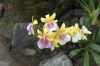 Orchideen-Balinesischer-Garten-Gaerten-der-Welt-Berlin-2017-170727-DSC_2006.jpg
