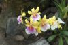Orchideen-Balinesischer-Garten-Gaerten-der-Welt-Berlin-2017-170727-DSC_2007.jpg