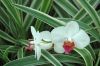 Orchideen-Balinesischer-Garten-Gaerten-der-Welt-Berlin-2017-170727-DSC_2024.jpg