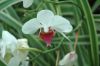 Orchideen-Balinesischer-Garten-Gaerten-der-Welt-Berlin-2017-170727-DSC_2025.jpg