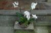 Orchideen-Balinesischer-Garten-Gaerten-der-Welt-Berlin-2017-170727-DSC_2059.jpg