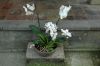 Orchideen-Balinesischer-Garten-Gaerten-der-Welt-Berlin-2017-170727-DSC_2060.jpg