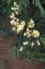 Orchideen-Balinesischer-Garten-Gaerten-der-Welt-Berlin-2017-170727-DSC_2075.jpg
